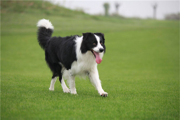 世界十大最聪明的狗狗 边境牧羊犬智商第一拉布拉多也上榜