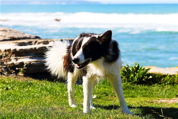 世界十大最忠诚的狗狗 金毛犬与拉布拉多犬常备用作导盲犬