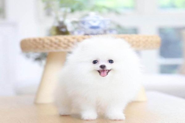 世界上最可爱的十大狗狗 吉娃娃是小型犬金毛犬性格温顺