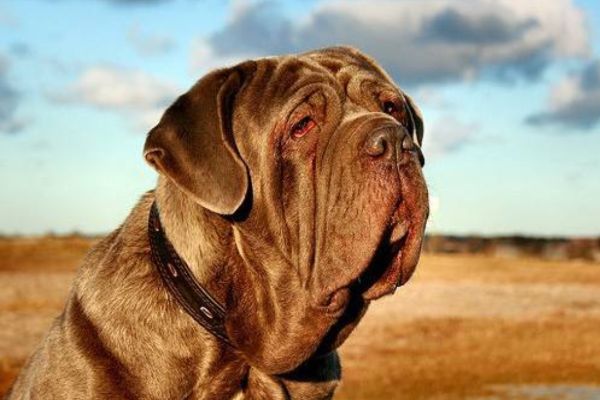 世界十大大型犬排名 高加索犬上榜马士提夫犬用作警备犬