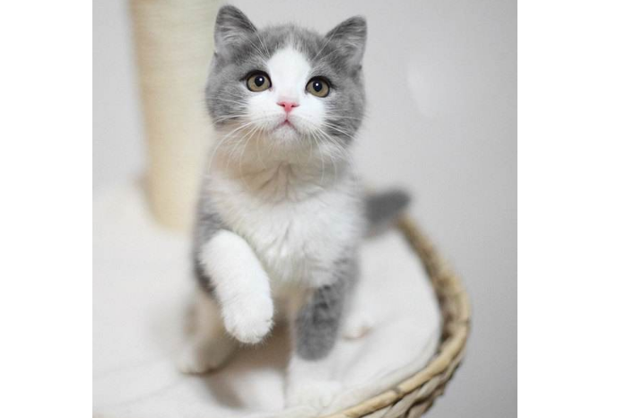 世界十大萌宠排名 猫咪最受宠，哈士奇上榜