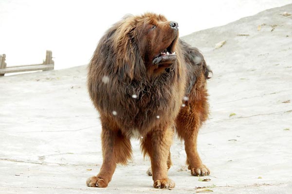 世界上最贵名狗：杀马特狗狗中国冠毛犬上榜！