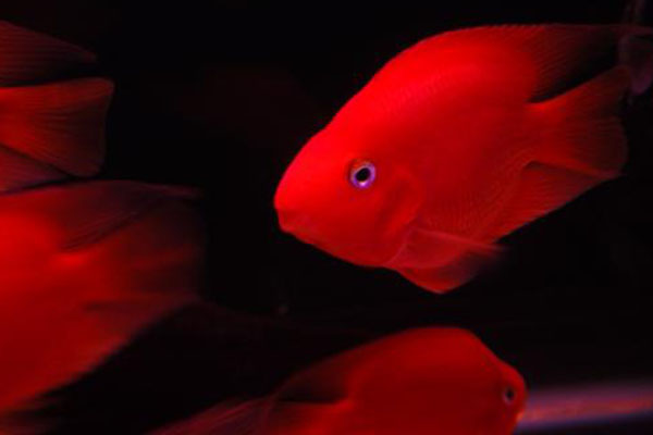 全球十大最贵的观赏鱼：确认过眼神是卖肾也买不起的鱼