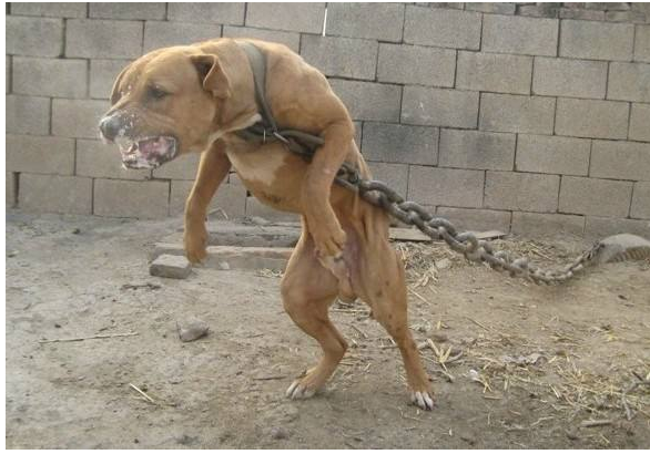 世界禁养猛犬有哪些？盘点全球十大禁犬排行榜