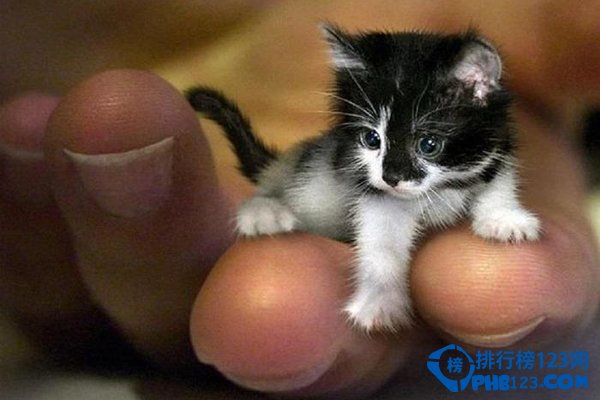 【组图】世界上最小的猫：吉尼斯认证 仅7厘米