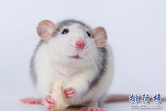 什么宠物小巧好养便宜,耐养便宜的宠物排行榜