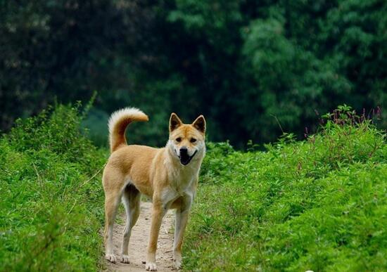 什么宠物狗最好养,中华田园犬最省心(柯基好打理)