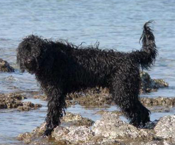 世界中型犬排行榜，萨摩耶被称为“微笑天使”（体重：30公斤）