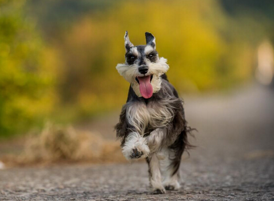 世界上小型犬排行榜，各个都是狗界萌宠