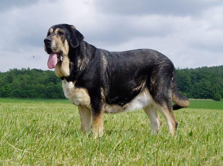 世界大型犬排名，马士提夫犬高76.2厘米（相当于10岁孩童身高）