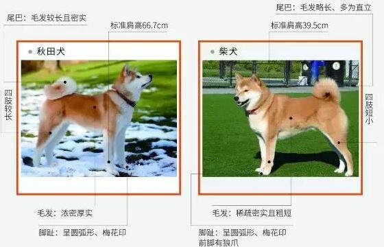 秋田犬和柴犬的区别,秋田柴犬傻傻分不清楚