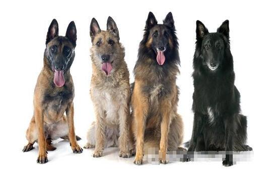 【图】比利时牧羊犬的四种类型,价格及养狗注意事项