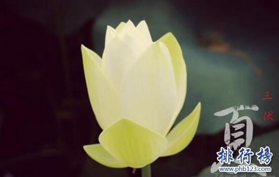 入伏时间怎么算,入伏吃什么(三伏饮食推荐)