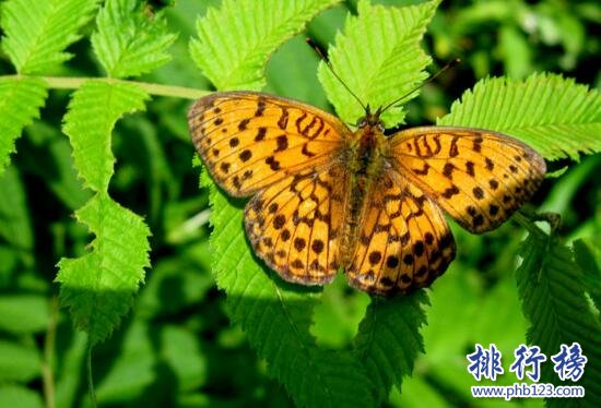 2017年中伏是哪一天,中伏有多少天(附二伏养生饮食)