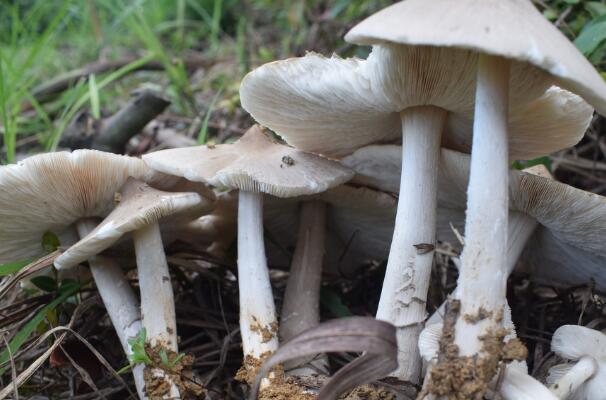 农村十大名贵山珍 竹笋上榜,阳雀菌很稀有