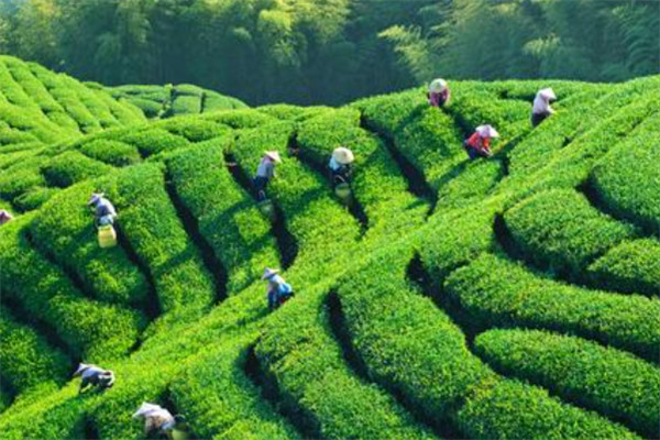 广东十大茶乡排行榜：凤凰镇上榜，第二盛产白毛茶
