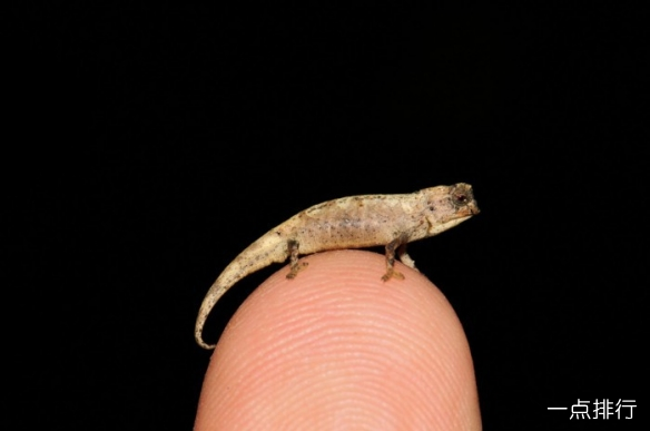 世界上最小的爬行动物是什么？体长仅22毫米