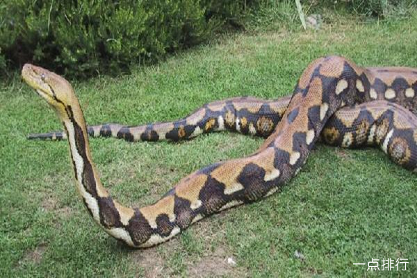 世界上最大的蟒蛇 网纹蟒最长长度：12米