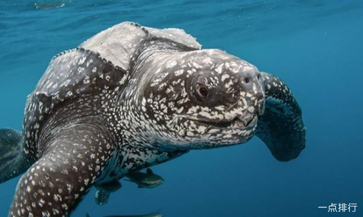 世界上体型最大的海龟 长达3米重800-900公斤