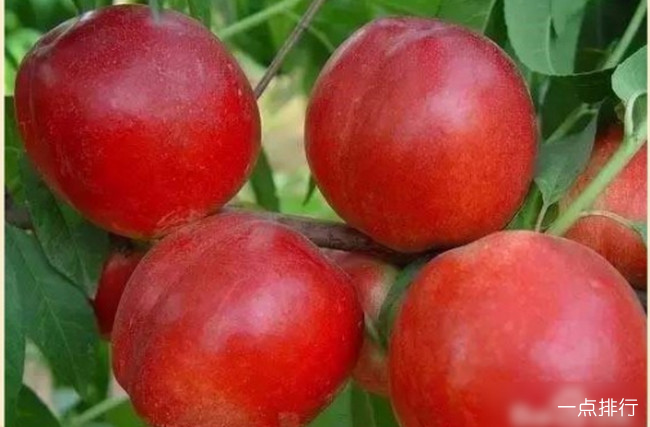 国内十大最好的油桃品种 什么油桃大又甜品种好