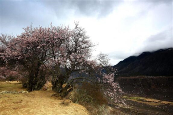 西藏十大名村，扎西岗村上榜，第四美到哭