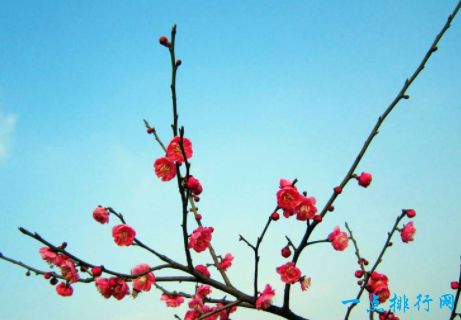 中国十大名花排名 梅花排第一