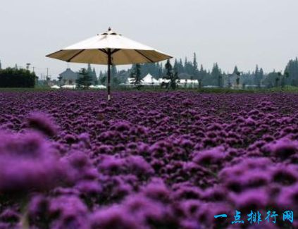 世界十大花海​ 绝美之地中国有俩处