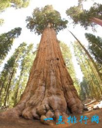 世界上十大最古老的树排行 最久的存在8万年前