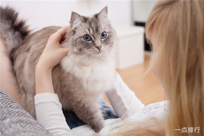 世界上最可爱的十种猫 布偶猫只能排倒数第一​