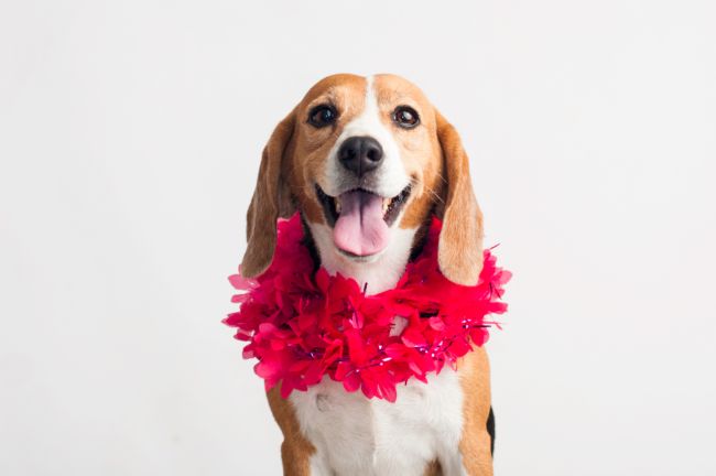 世界上最受欢迎的十大家犬品种 最值得养的宠物犬