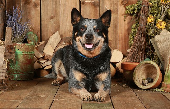 世界犬种智商排行榜 金毛暖男荣誉上榜