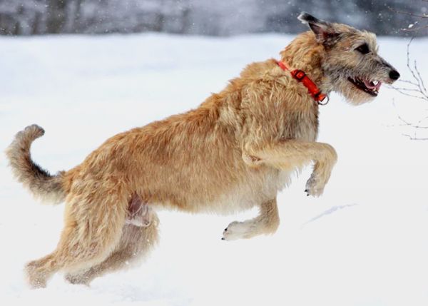 世界十大名犬排行榜 萨摩耶犬售价高达1.1万美元！