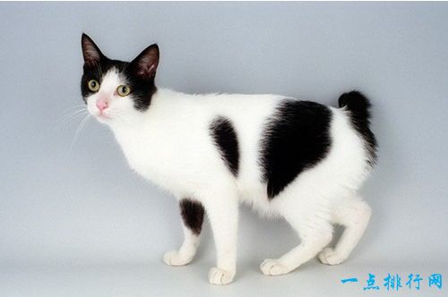 世界十大外表奇特的猫 日本短尾猫的尾巴和兔子一样短！