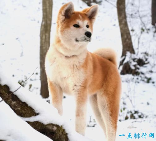 最不怕冷的10种狗狗 阿拉斯加雪橇犬上榜