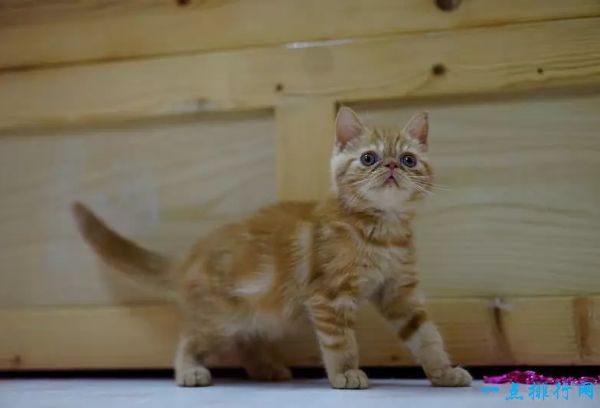 世界十大最漂亮的猫咪 第一的是波斯猫