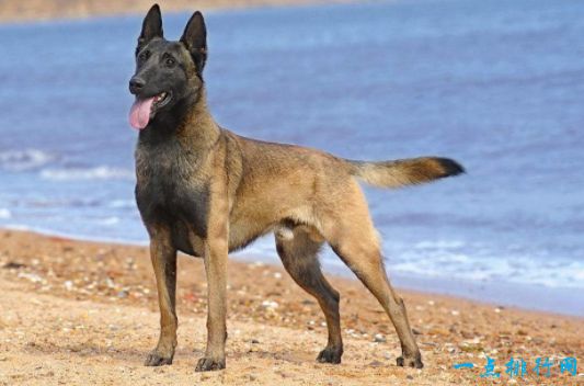 战斗力最强的狗狗排名 獒犬咬合力为556磅
