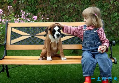 世界名犬排名 你知道几个