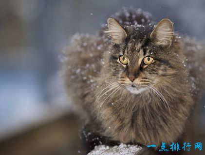 世界上最大的猫 挪威森林猫体重14千克