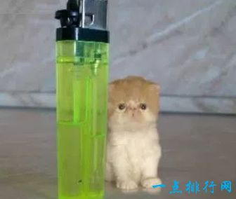 世界十大最小猫排行 萌到不行