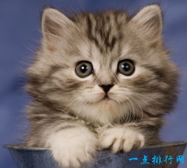 世界上十大最漂亮的猫品种 英国短毛猫排第一