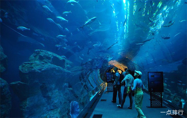世界十大水族馆排名 上海海洋水族馆位列第三