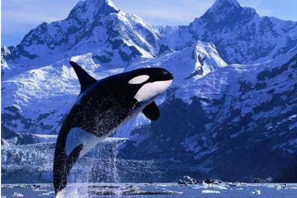 十大最强海洋生物，虎鲸排第一，第十历史最长
