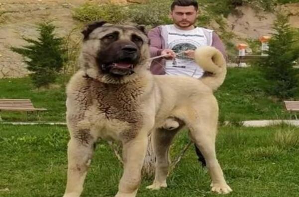 世界最大的狗十大排名 高加索犬上榜,第二是“拿破仑”