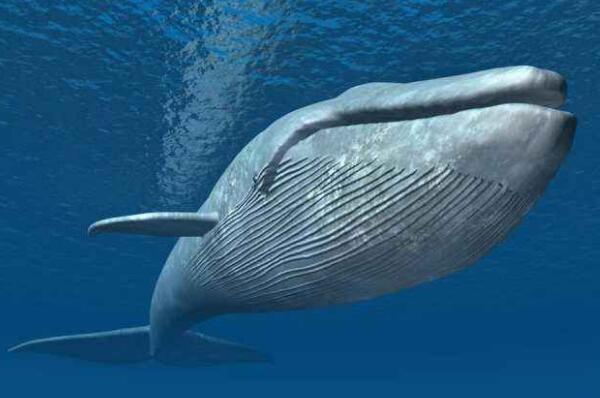 十大深海神秘巨型生物 抹香鲸上榜，第一是地球最大动物