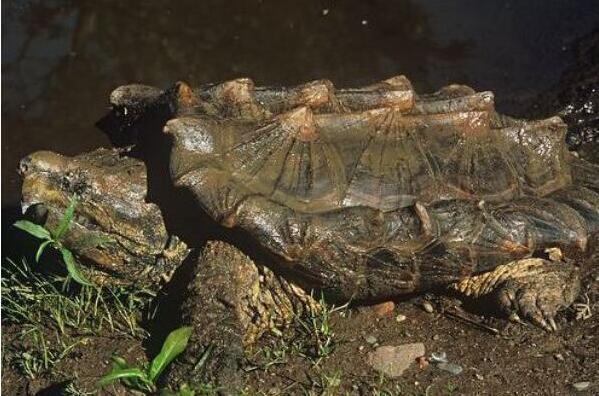 家里不得养的十大凶龟 窄桥麝香龟上榜，第一外形酷似鳄鱼