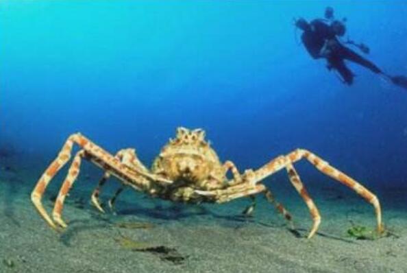 世界上最大的螃蟹排名 帝王蟹仅第三，第一体长可达3米