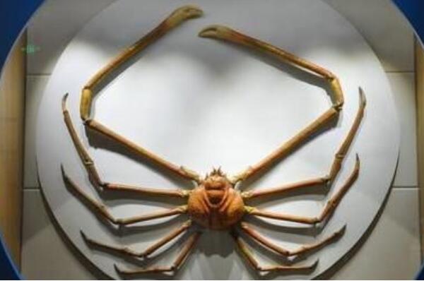 世界体型最大的十大螃蟹品种，雪蟹上榜，第一是现存最大的甲壳动物