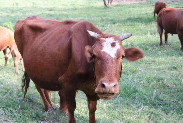 中国五大良种黄牛品种 晋南牛上榜,第一是中国的瑰宝