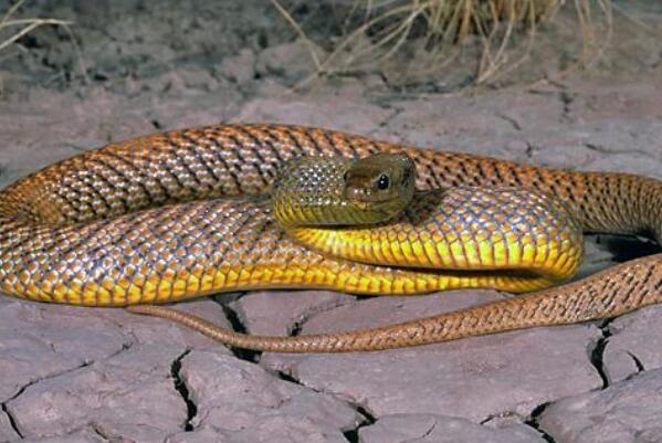 世界十大剧毒蛇排名 眼镜王蛇仅第十,第一可杀死20万只老鼠