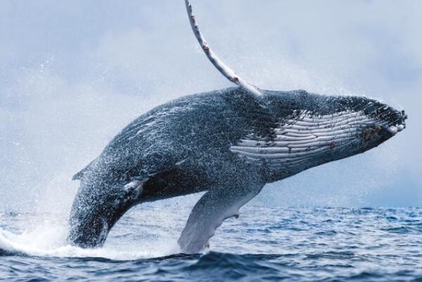 世界体型最大的十种鲸鱼，座头鲸上榜，第一是体积最大的动物